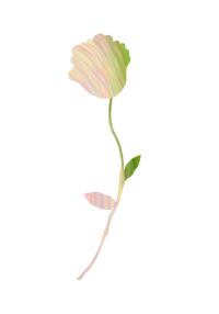 a single white rose on a black background